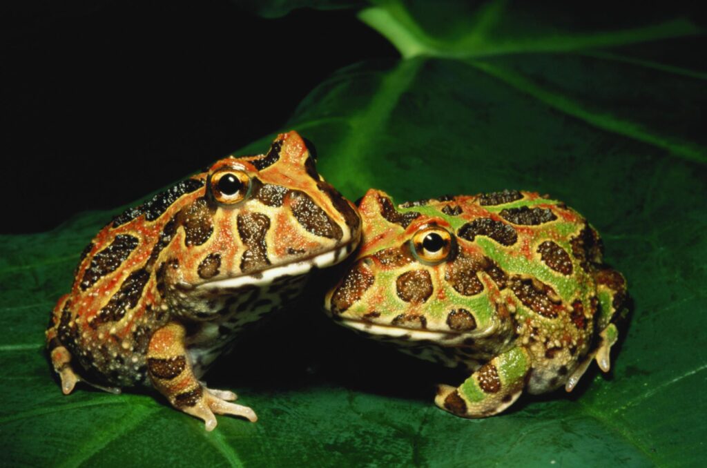 Orange pac-man frog leaning next to green pac-man.